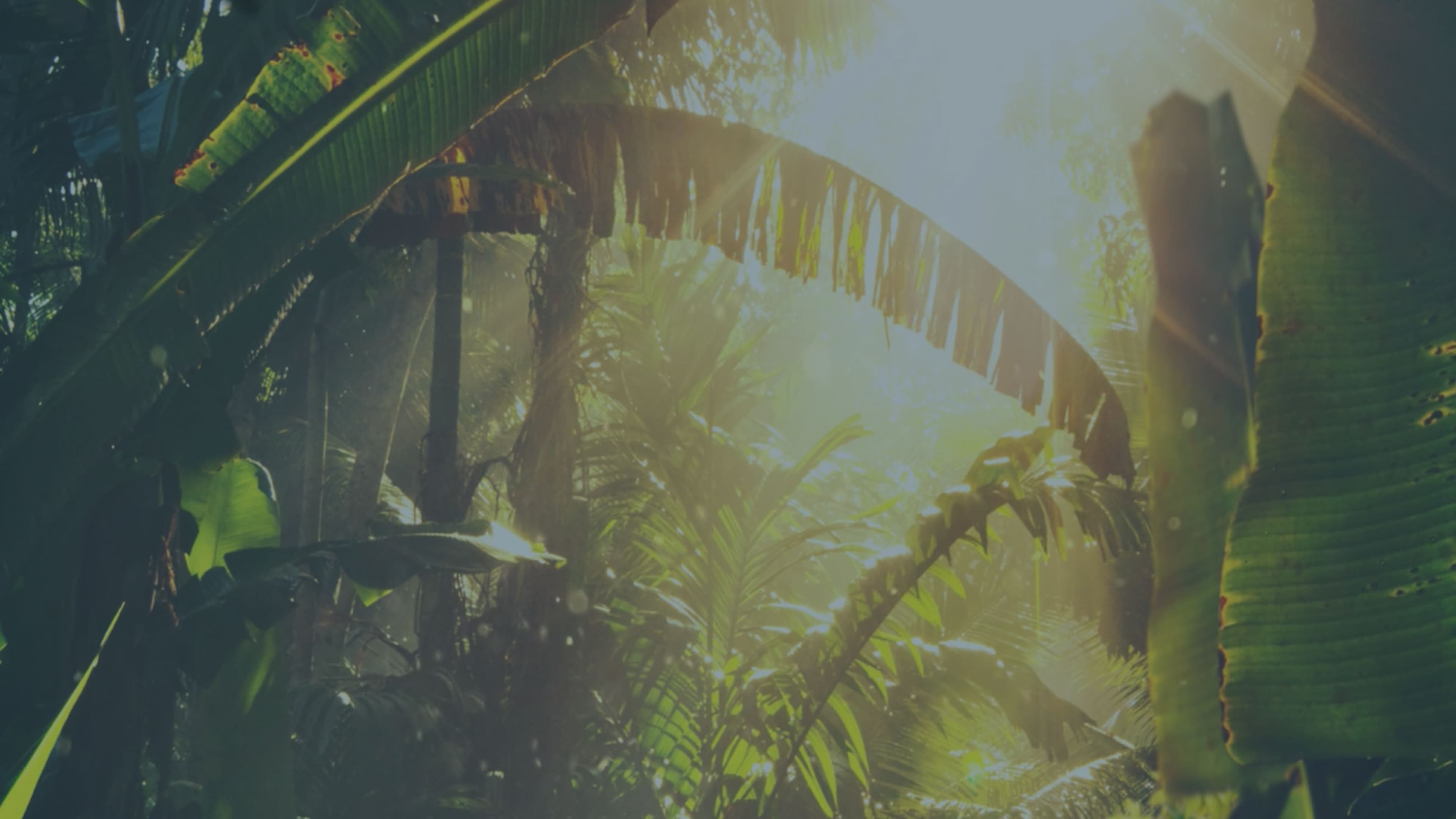 Sun through a dense African canopy